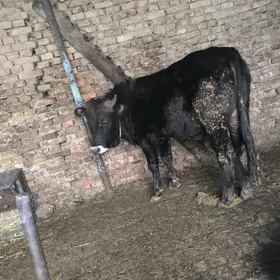 baklan 2 yasap gecen okuz