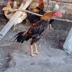 Байсов хораз