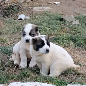 Tohum alabaý güjükle