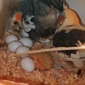 karella popugaý карелла