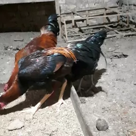 horaz 6 aylyk 3 bile satlyk