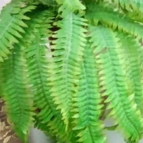 искусственная крапива