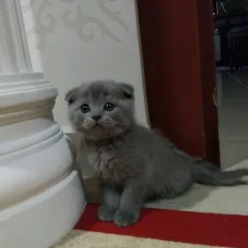 Шотландская порода