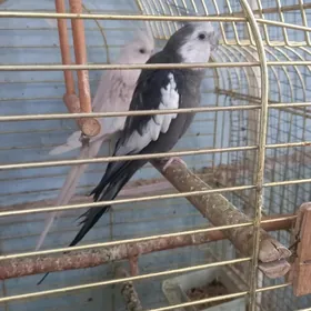 попугаи карэллы