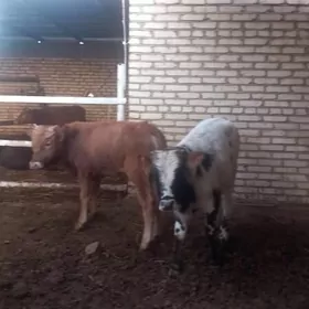 Täze gelen mallar sygyrlar/ökü