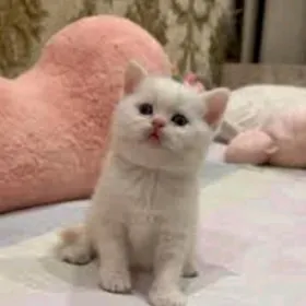 sotlan paroda pisikler