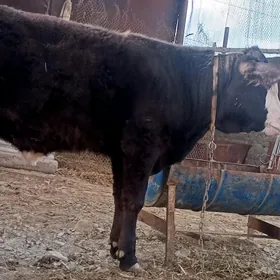 sygyrlar we öküzler