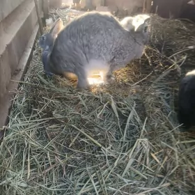 Towards.  welikan.  pol  welik