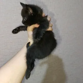 самые добрые руки