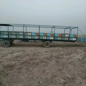 bal ary рriseр аrysy bilen