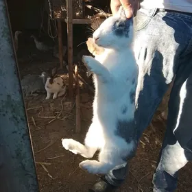 POL WELİKAN ABMEN TELEFON BLN