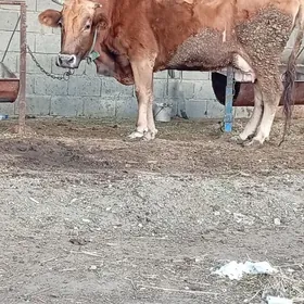 sagylyan bogaz sygyr