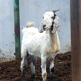 PÄKISTAN OWLAKLY GEÇI