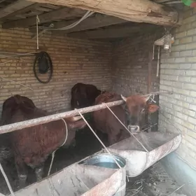 самиз окузлар