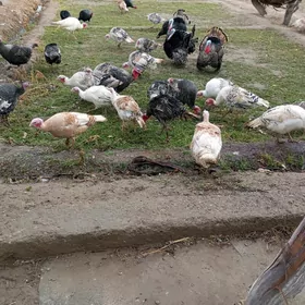 матка индуклар