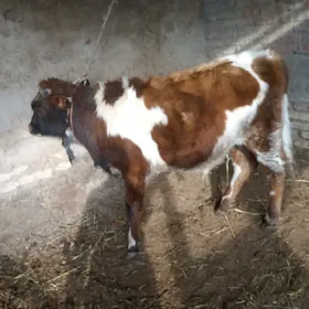 smental gatys gibrit okuzce