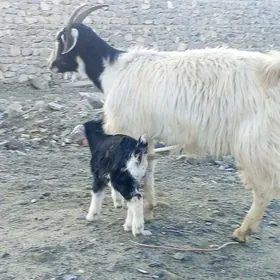 Goýunlar we geçiler