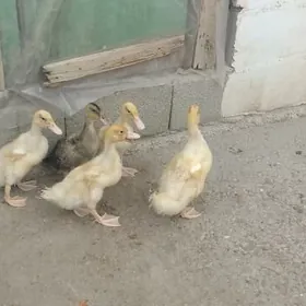 Ördek jüje gak gak