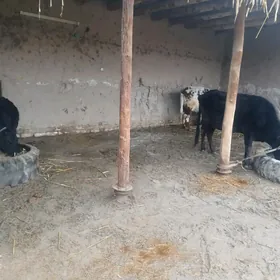 sagym sygyr okuz wa gaçar