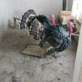 INDUK HOROZ HOWIRLIK