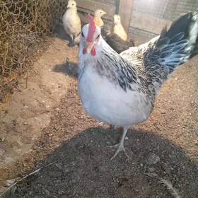 тавук жужели