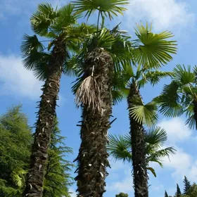 Trahikarpus palma tohumy