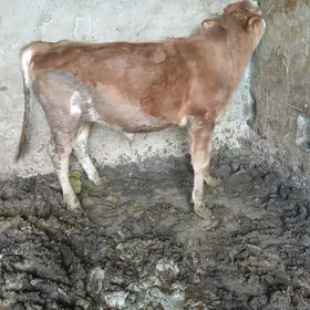 1ÖKUZ 1TUWE SIMENTAL