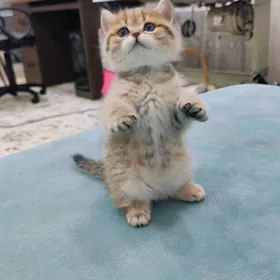 Шотландские котята