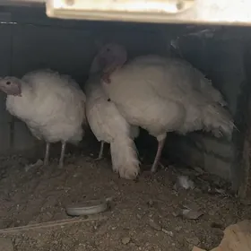 Erkek we urkacy induk