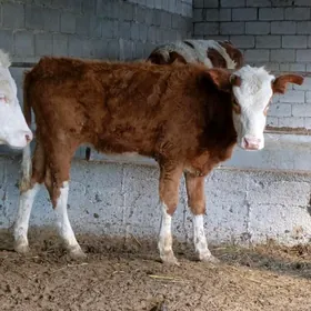 Gibrit simintal tüwe