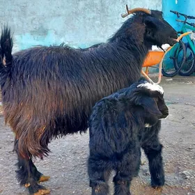 Geçi semiz gapy maly