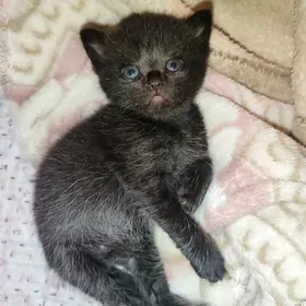 прямоухий котёнок девочка