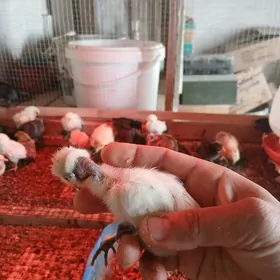 KARLIK ZIBRAYT SERAMA YAPONCIK