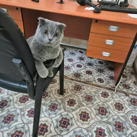 вислоухий кот в добрые руки