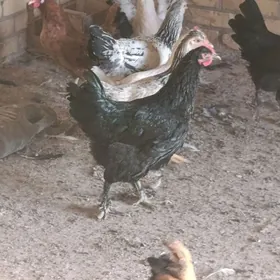 gegant broŷ towuklar