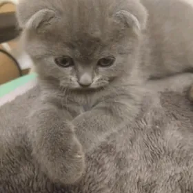 шотландские вислоушки