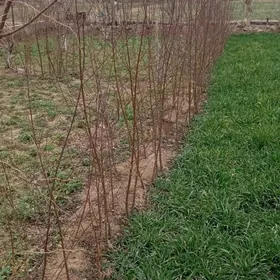 шетдалы нахал