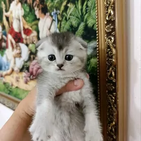 шотландский мальчик