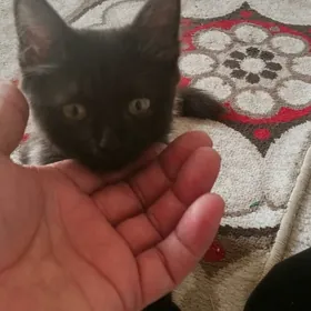 pişik pisik, кошка.