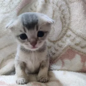 вислоухий котёнок мальчик