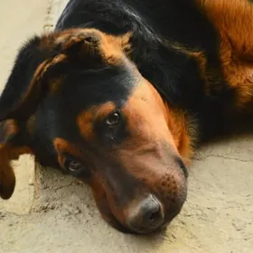 Отдам в добрые руки