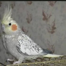 карелла попугаkarella popugaý