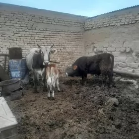 sygyr göle öküz 2bile