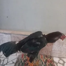 байсов хораз