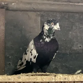 pakistanski golub galupka