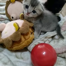 вислоухий котёнок мальчик