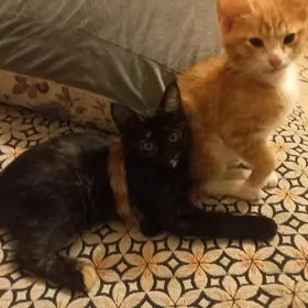 КОТЯТА В ДОБРЫЕ РУКИ