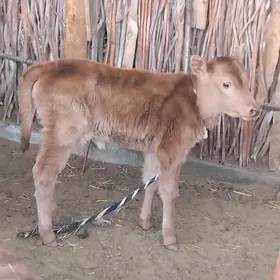 1 garny göleli sygyr