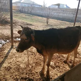 голели сыгыр