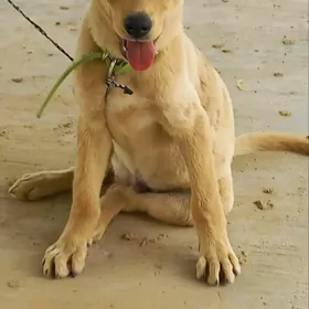 ПЁСИК В ДОБРЫЕ РУКИ